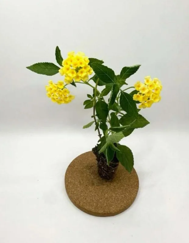 Lemon Drop Lantana Live Plants, Set of 2, 4-6 inches Tall, Attracts Pollinators - Image 6