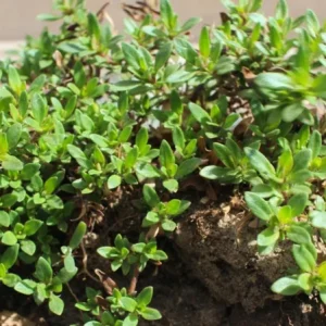 Lemon Thyme Live Plant – Set of 3 Culinary & Aromatic Perennial Herb – 2-6" Tall Starter Plants - Image 2