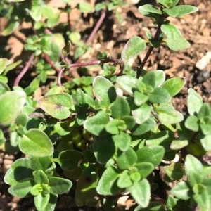 Lemon Thyme Live Plant – Set of 3 Culinary & Aromatic Perennial Herb – 2-6