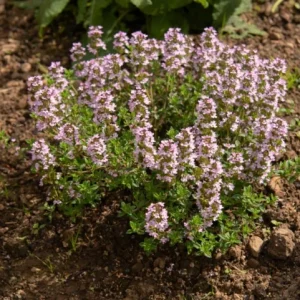 Lemon Thyme Live Plant – Set of 3 Culinary & Aromatic Perennial Herb – 2-6