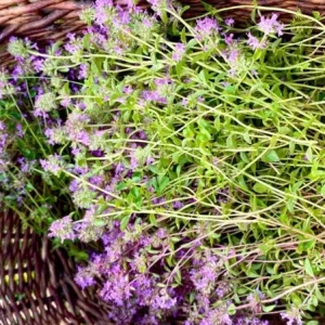 Lemon Thyme Live Plant – Set of 3 Culinary & Aromatic Perennial Herb – 2-6