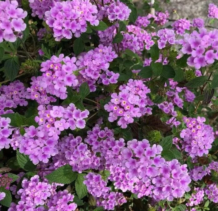 Live Trailing Lavender Lantana Plant – 4-6" Tall Starter – Outdoor Perennial - Image 2