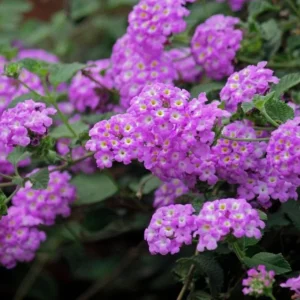 Live Trailing Lavender Lantana Plant – 4-6
