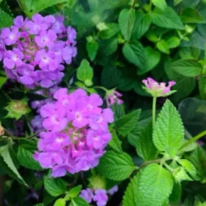 Live Trailing Lavender Lantana Plant – 4-6