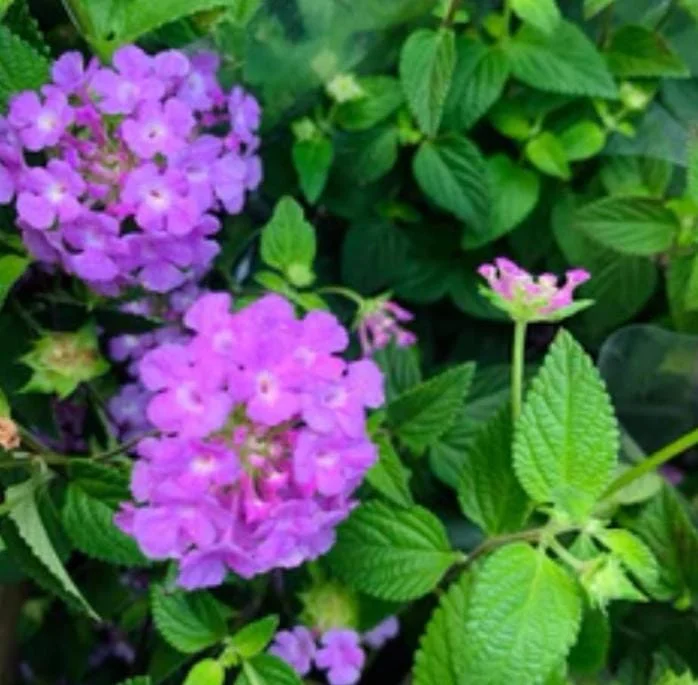 Live Trailing Lavender Lantana Plant – 4-6" Tall Starter – Outdoor Perennial - Image 4