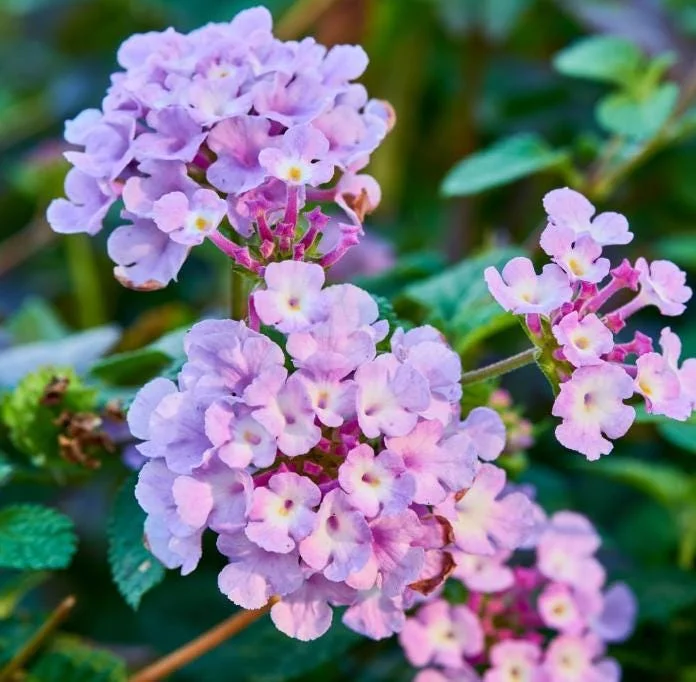 Live Trailing Lavender Lantana Plant – 4-6" Tall Starter – Outdoor Perennial - Image 5