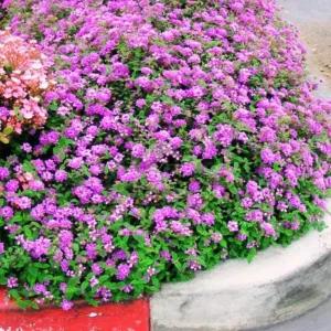 Live Trailing Lavender Lantana Plant – 4-6