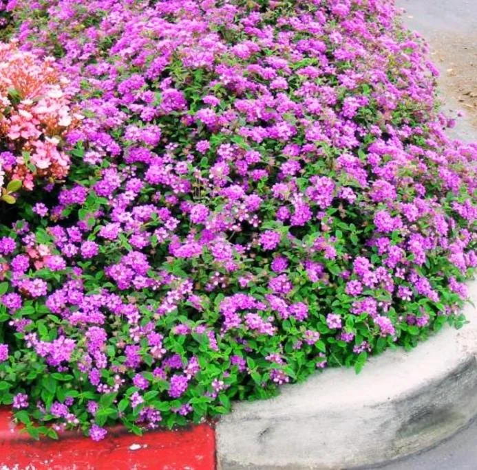 Live Trailing Lavender Lantana Plant – 4-6" Tall Starter – Outdoor Perennial - Image 7