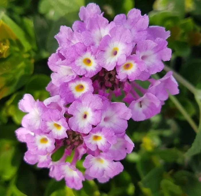 Live Trailing Lavender Lantana Plant – 4-6" Tall Starter – Outdoor Perennial - Image 1