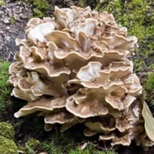 Maitake (Hen of the Woods) Mushroom Spores Mycelium Seed Spawn - Image 3