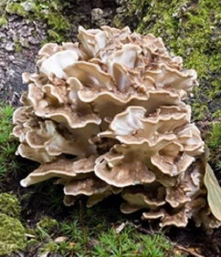 Maitake (Hen of the Woods) Mushroom Spores Mycelium Seed Spawn - Image 3