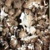 Maitake (Hen of the Woods) Mushroom Spores Mycelium Seed Spawn - Image 1