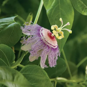 Maypop Passionflower Live Plant – Passiflora Incarnata Vine – Purple Blooms – 4-6