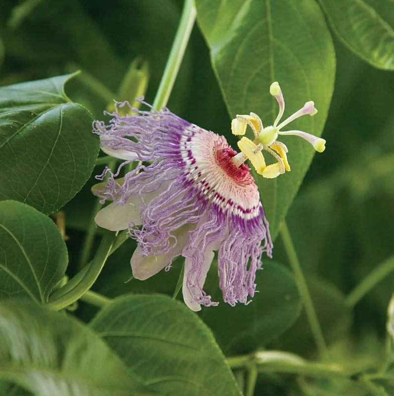 Maypop Passionflower Live Plant – Passiflora Incarnata Vine – Purple Blooms – 4-6" Tall Starter - Image 2