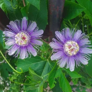 Maypop Passionflower Live Plant – Passiflora Incarnata Vine – Purple Blooms – 4-6