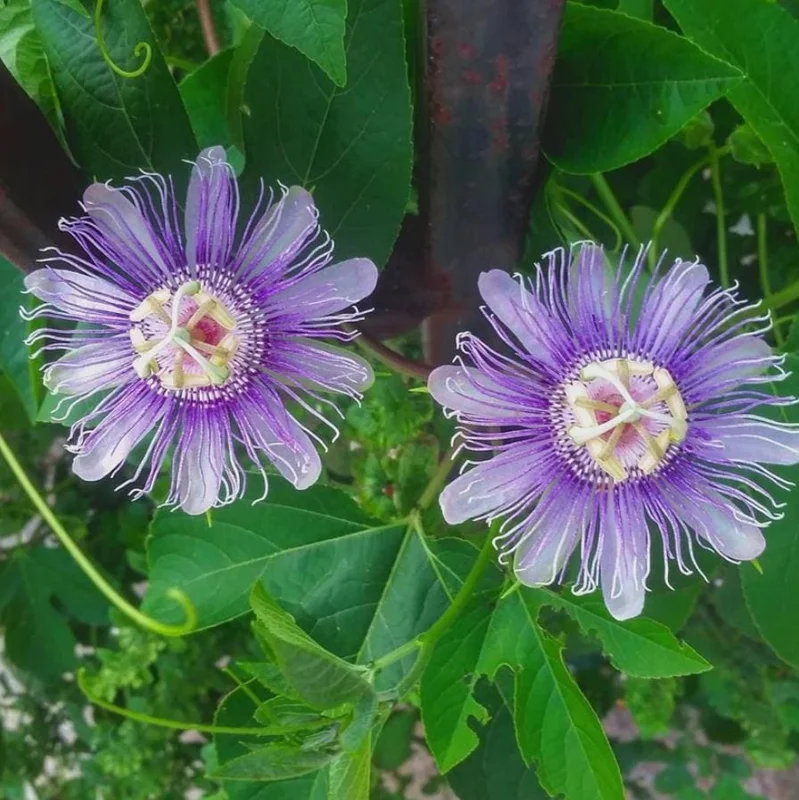 Maypop Passionflower Live Plant – Passiflora Incarnata Vine – Purple Blooms – 4-6" Tall Starter - Image 3