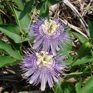 Maypop Passionflower Live Plant – Passiflora Incarnata Vine – Purple Blooms – 4-6