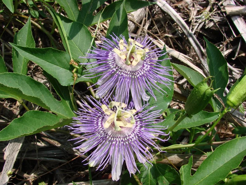 Maypop Passionflower Live Plant – Passiflora Incarnata Vine – Purple Blooms – 4-6" Tall Starter - Image 4
