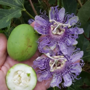 Maypop Passionflower Live Plant – Passiflora Incarnata Vine – Purple Blooms – 4-6
