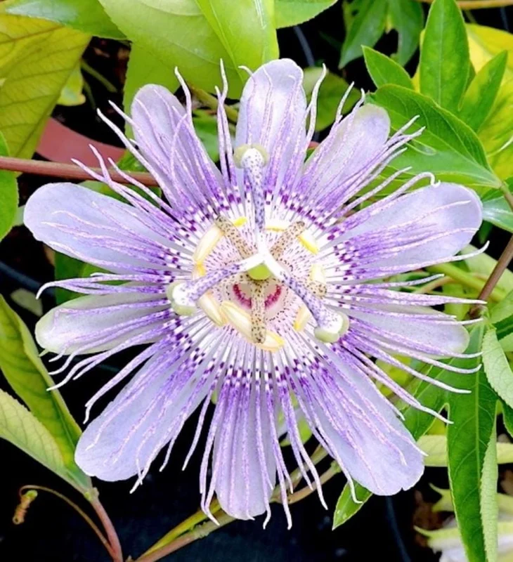 Maypop Passionflower Live Plant – Passiflora Incarnata Vine – Purple Blooms – 4-6" Tall Starter - Image 1