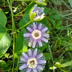 Maypop Passionflower Live Plant – Passiflora Incarnata Vine – Purple Blooms – 4-6