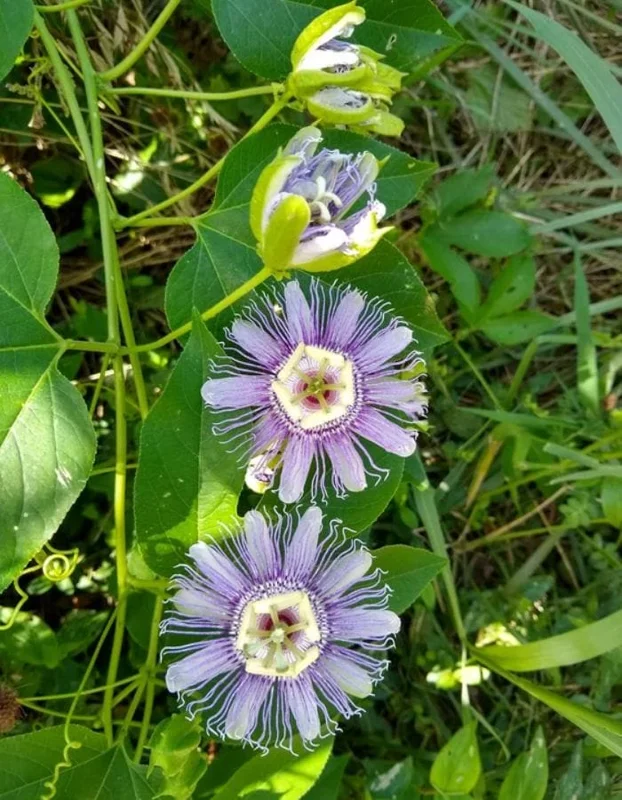 Maypop Passionflower Live Plant – Passiflora Incarnata Vine – Purple Blooms – 4-6" Tall Starter - Image 6