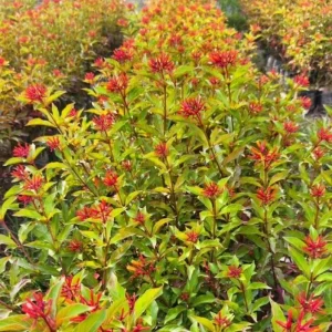 Mexican Firebush Live Plants - 2 Pack Hamelia Patens Starter Plants, 4-6 inches, Hummingbird Magnet, Outdoor - Image 10