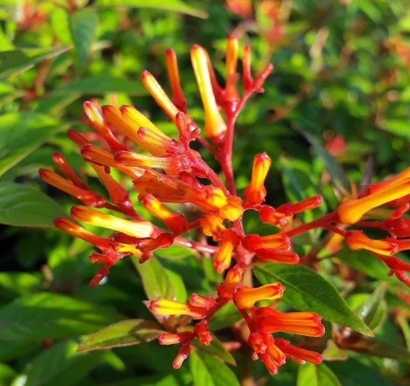 Mexican Firebush Live Plants - 2 Pack Hamelia Patens Starter Plants, 4-6 inches, Hummingbird Magnet, Outdoor - Image 3