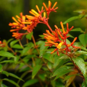 Mexican Firebush Live Plants - 2 Pack Hamelia Patens Starter Plants, 4-6 inches, Hummingbird Magnet, Outdoor - Image 4