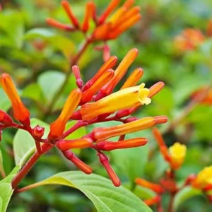Mexican Firebush Live Plants - 2 Pack Hamelia Patens Starter Plants, 4-6 inches, Hummingbird Magnet, Outdoor - Image 5