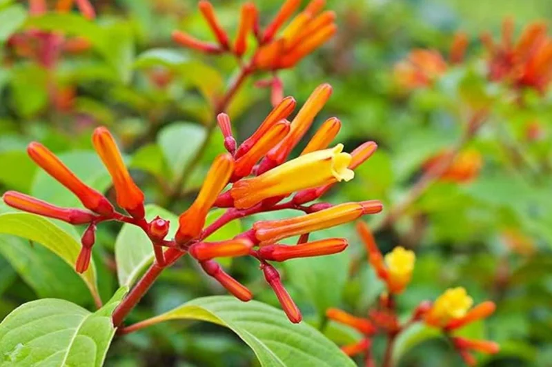 Mexican Firebush Live Plants - 2 Pack Hamelia Patens Starter Plants, 4-6 inches, Hummingbird Magnet, Outdoor - Image 5