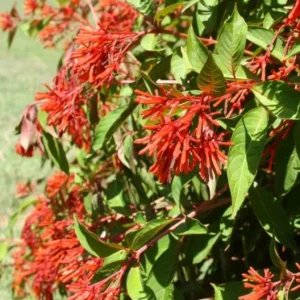 Mexican Firebush Live Plants - 2 Pack Hamelia Patens Starter Plants, 4-6 inches, Hummingbird Magnet, Outdoor - Image 6