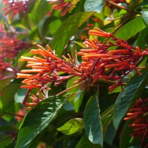 Mexican Firebush Live Plants - 2 Pack Hamelia Patens Starter Plants, 4-6 inches, Hummingbird Magnet, Outdoor - Image 7