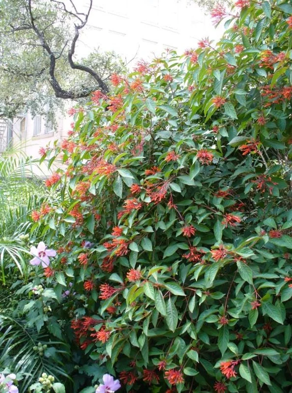 Mexican Firebush Live Plants - 2 Pack Hamelia Patens Starter Plants, 4-6 inches, Hummingbird Magnet, Outdoor - Image 8