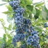Misty Blueberry Bush Live Plant - Southern Highbush Starter 4-6" Tall - No Pot - Image 1