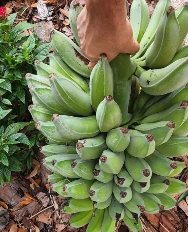 Mysore Banana Live Plant – Starter 4-6" Tall – Edible Fruit – Tropical Outdoor - Image 2