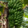 Mysore Banana Live Plant – Starter 4-6" Tall – Edible Fruit – Tropical Outdoor - Image 1