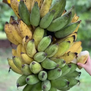 Nam Wah Banana Live Plant – 4-6