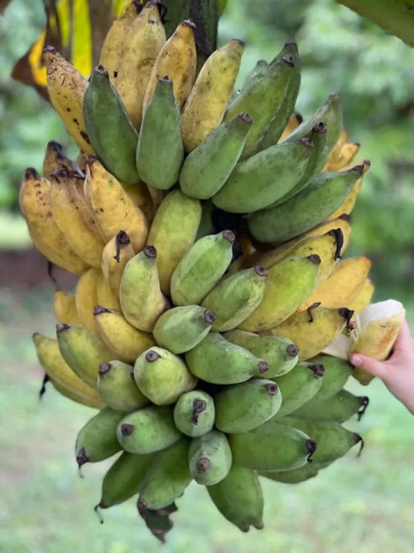 Nam Wah Banana Live Plant – 4-6" Tall Dwarf Fruit Tree – Indoor/Outdoor Tropical Foliage - Image 2