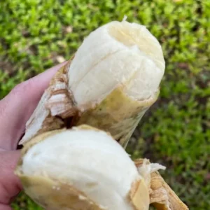 Nam Wah Banana Live Plant – 4-6