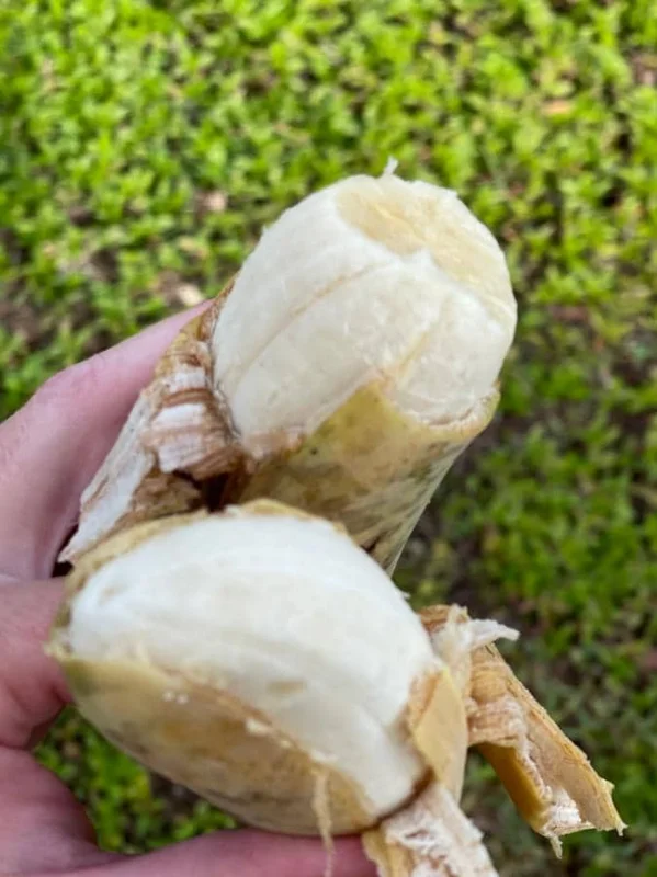 Nam Wah Banana Live Plant – 4-6" Tall Dwarf Fruit Tree – Indoor/Outdoor Tropical Foliage - Image 3