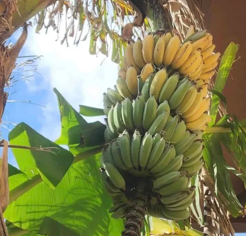 Nam Wah Banana Live Plant – 4-6" Tall Dwarf Fruit Tree – Indoor/Outdoor Tropical Foliage - Image 1