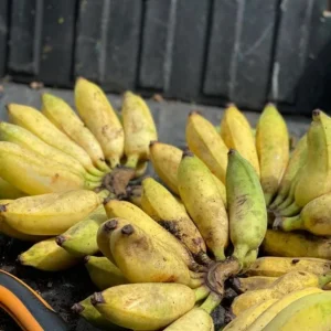 Nam Wah Banana Live Plant – 4-6