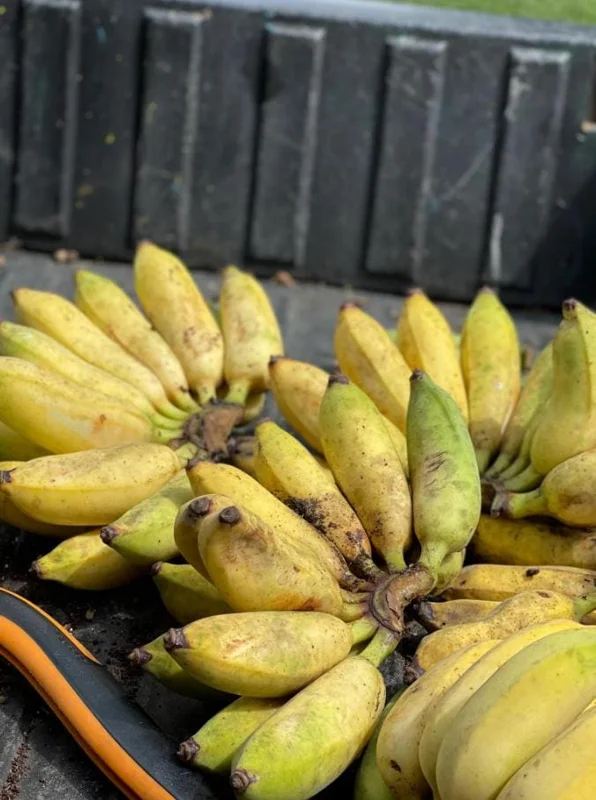 Nam Wah Banana Live Plant – 4-6" Tall Dwarf Fruit Tree – Indoor/Outdoor Tropical Foliage - Image 4