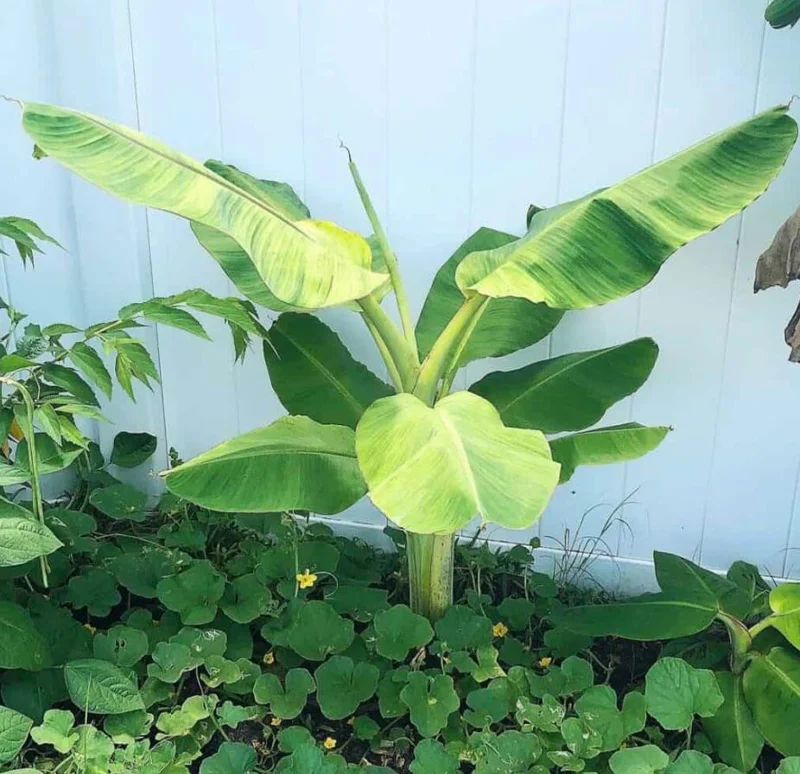 Nam Wah Banana Live Plant – 4-6" Tall Dwarf Fruit Tree – Indoor/Outdoor Tropical Foliage - Image 5