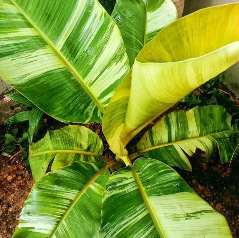 Nam Wah Banana Live Plant – 4-6" Tall Dwarf Fruit Tree – Indoor/Outdoor Tropical Foliage - Image 6