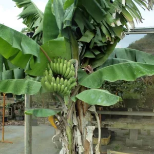 Nam Wah Banana Live Plant – 4-6