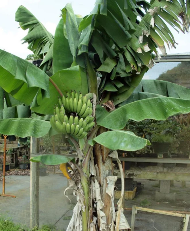 Nam Wah Banana Live Plant – 4-6" Tall Dwarf Fruit Tree – Indoor/Outdoor Tropical Foliage - Image 7