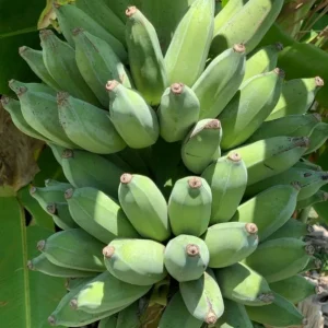 Nam Wah Banana Live Plant – 4-6