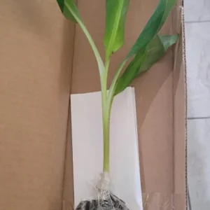 Nam Wah Banana Live Plant – 4-6